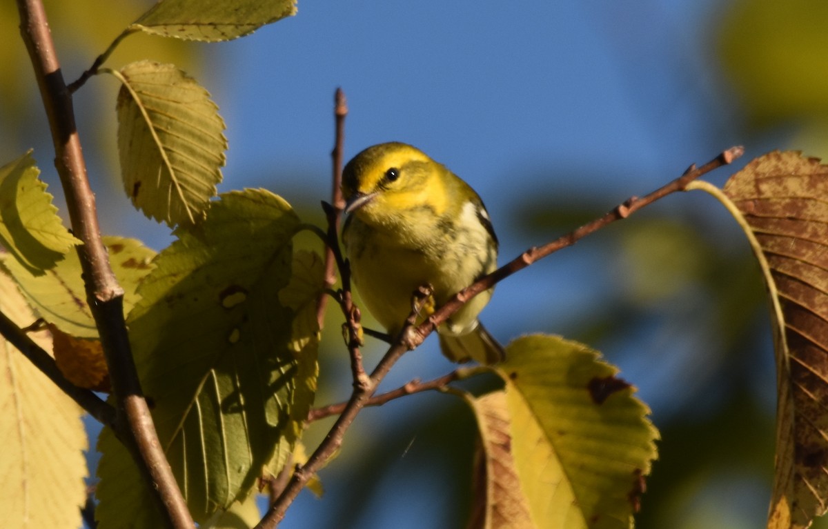 Black-throated Green Warbler - Jonathan Snyder