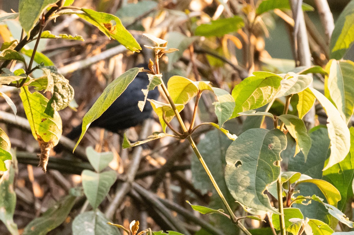 Willard's Sooty Boubou - ML609012231