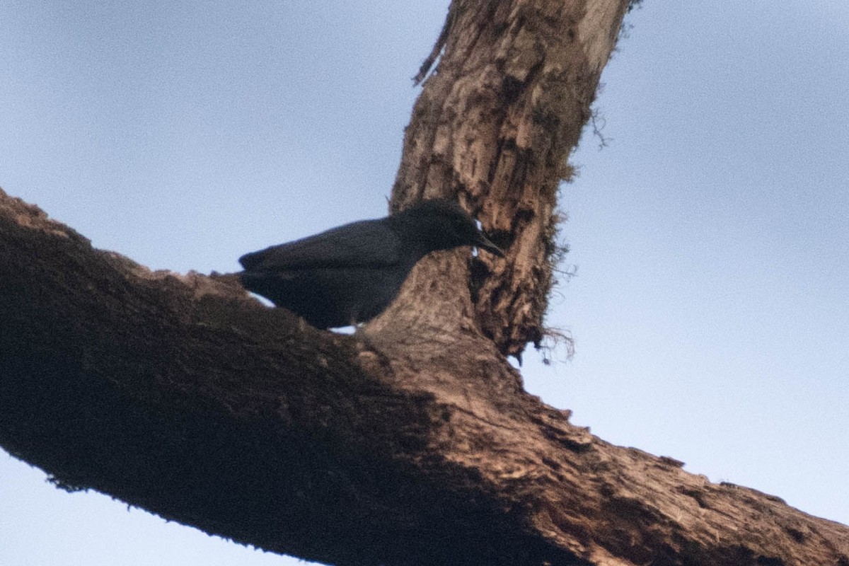 Stuhlmann's Starling - ML609012240