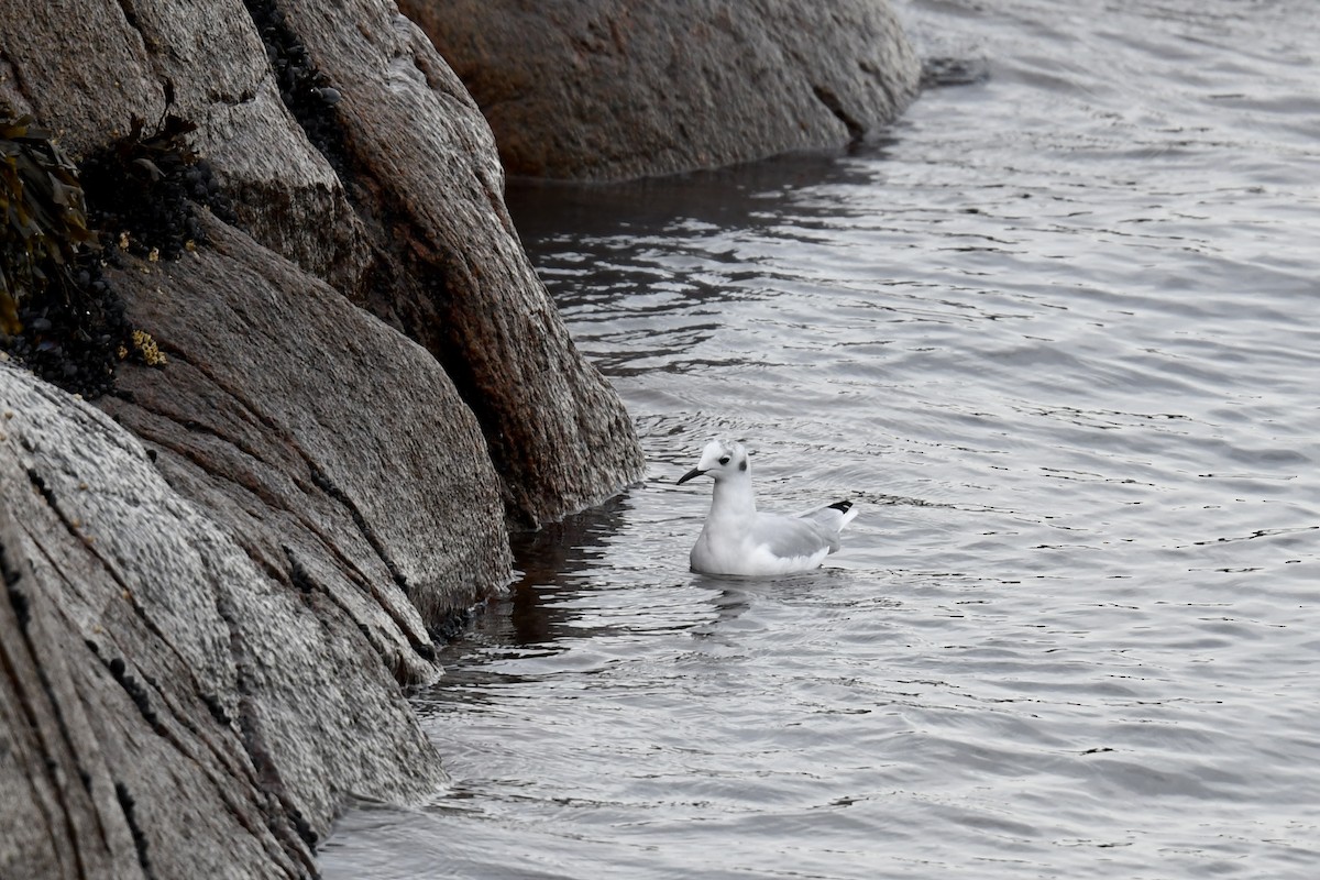 Bonaparte's Gull - Christiane Hébert