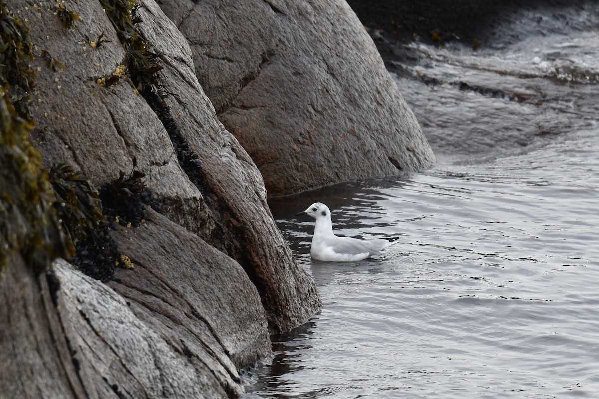 Bonaparte's Gull - Christiane Hébert