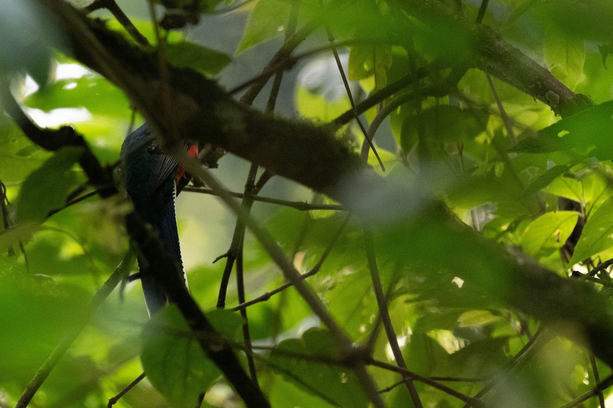 Bar-tailed Trogon - ML609012278