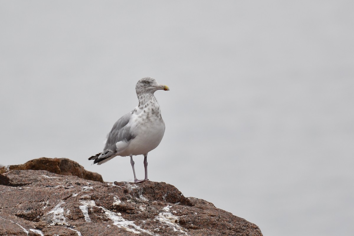 Herring Gull - Christiane Hébert