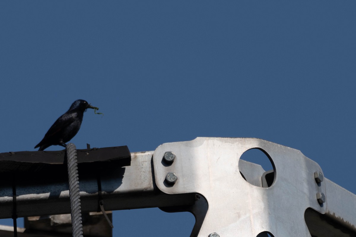 Waller's Starling - ML609012316