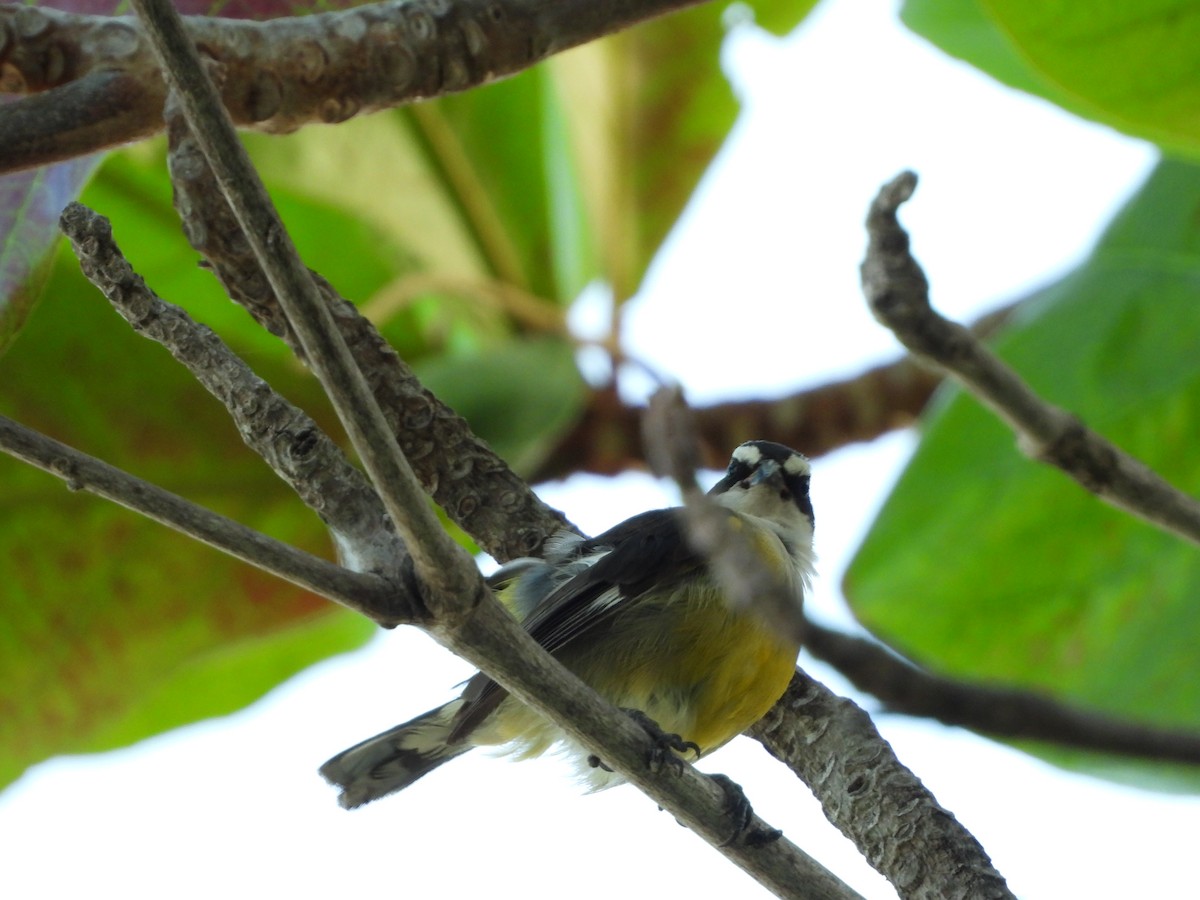 Bananaquit - ML609012321