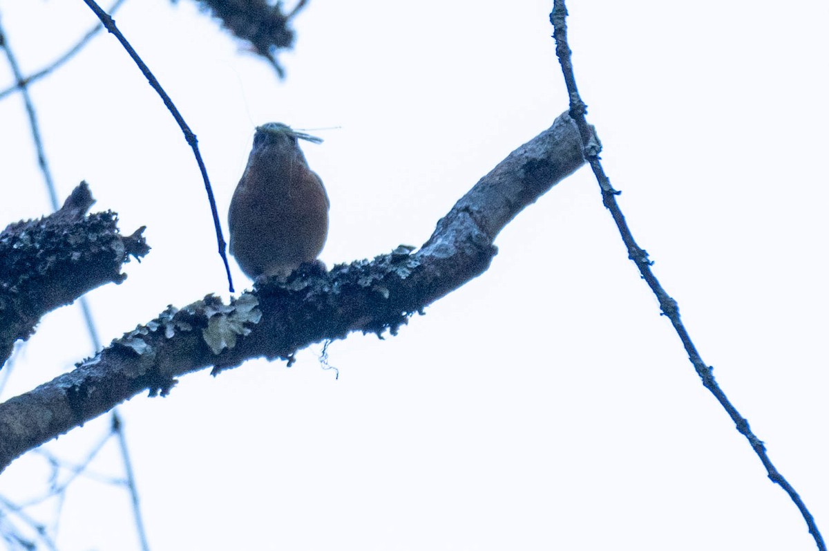 Pink-footed Puffback - Johnny Wilson