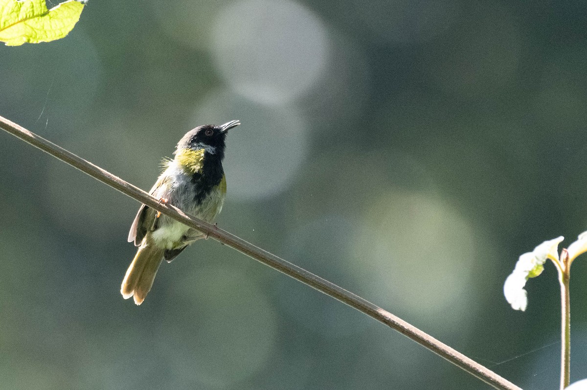 Black-faced Apalis - ML609012336