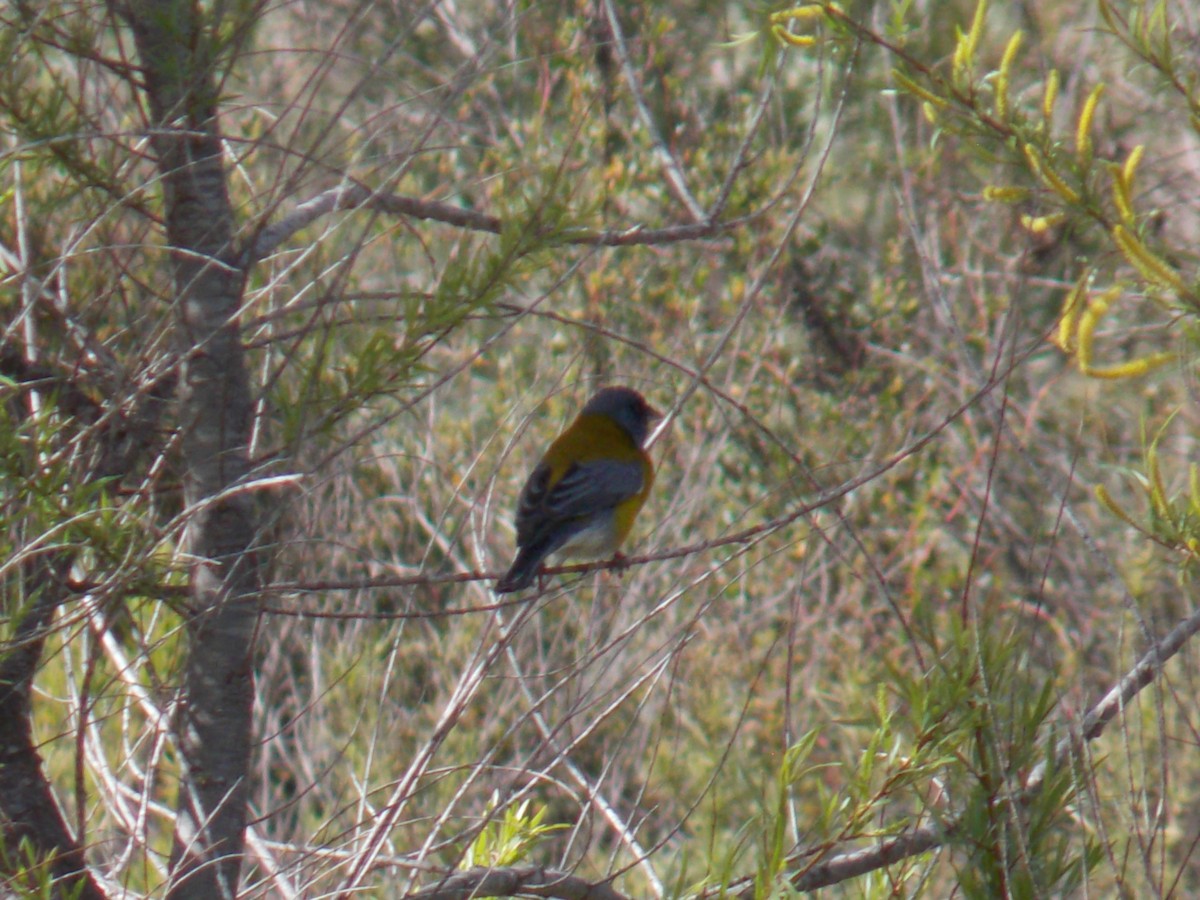 Gray-hooded Sierra Finch - ML609012413