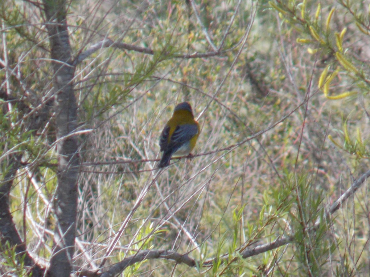 Gray-hooded Sierra Finch - ML609012414