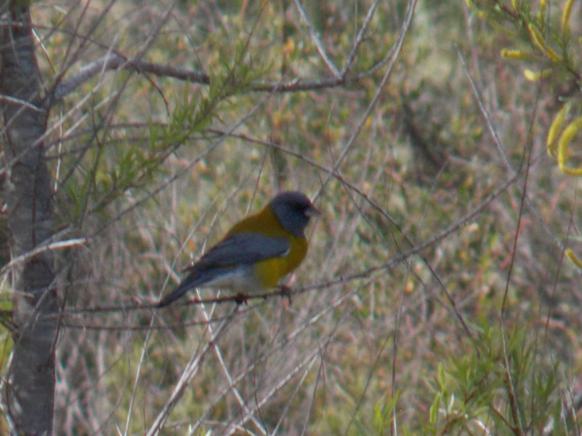 Gray-hooded Sierra Finch - ML609012415