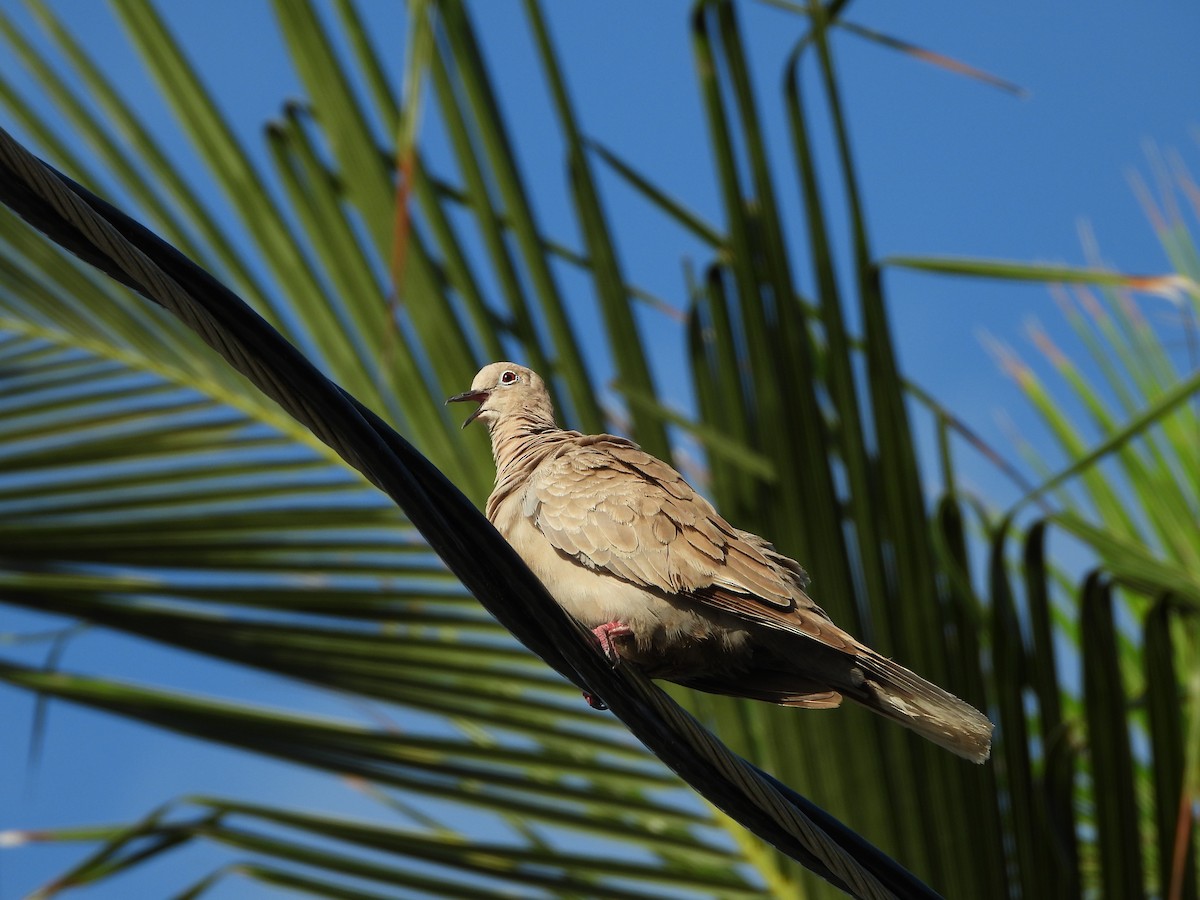 Eurasian Collared-Dove - ML609012488