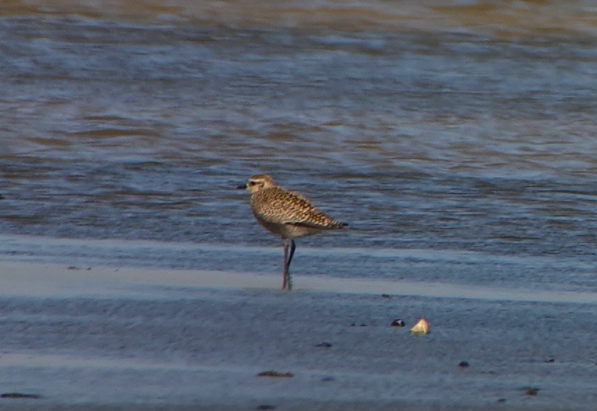American Golden-Plover - Sze On Ng (Aaron)