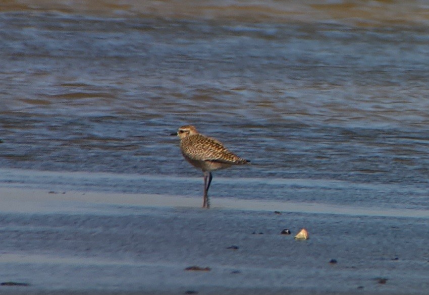 American Golden-Plover - ML609012503