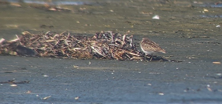 Pectoral Sandpiper - ML609012520