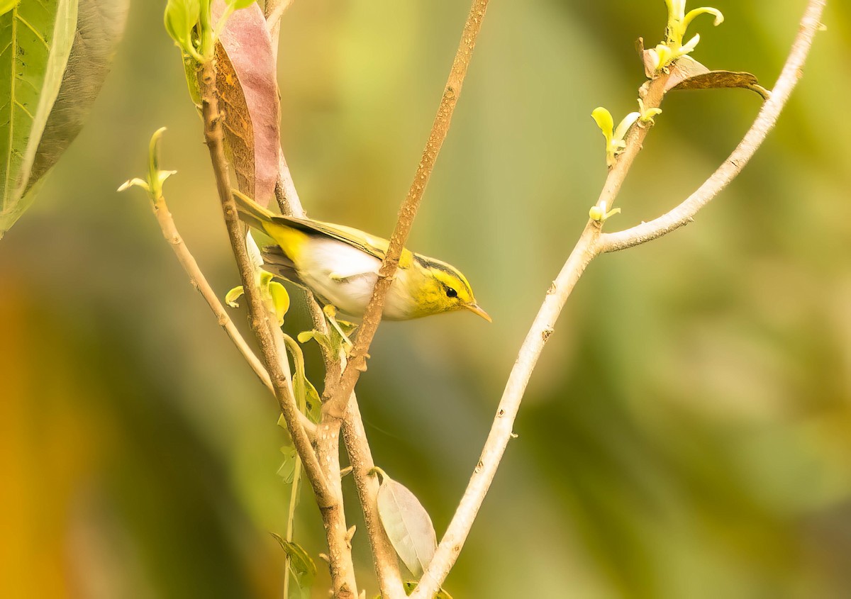Yellow-vented Warbler - ML609012543