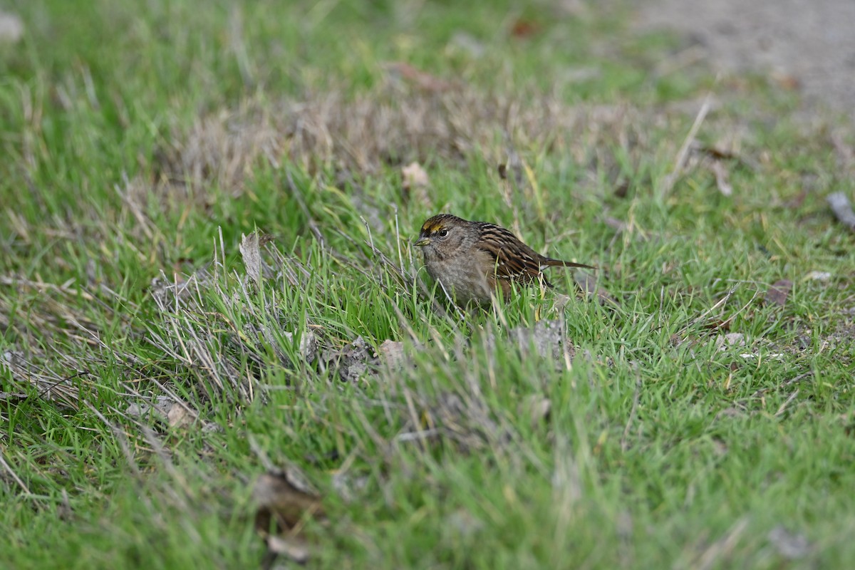 Golden-crowned Sparrow - ML609012590