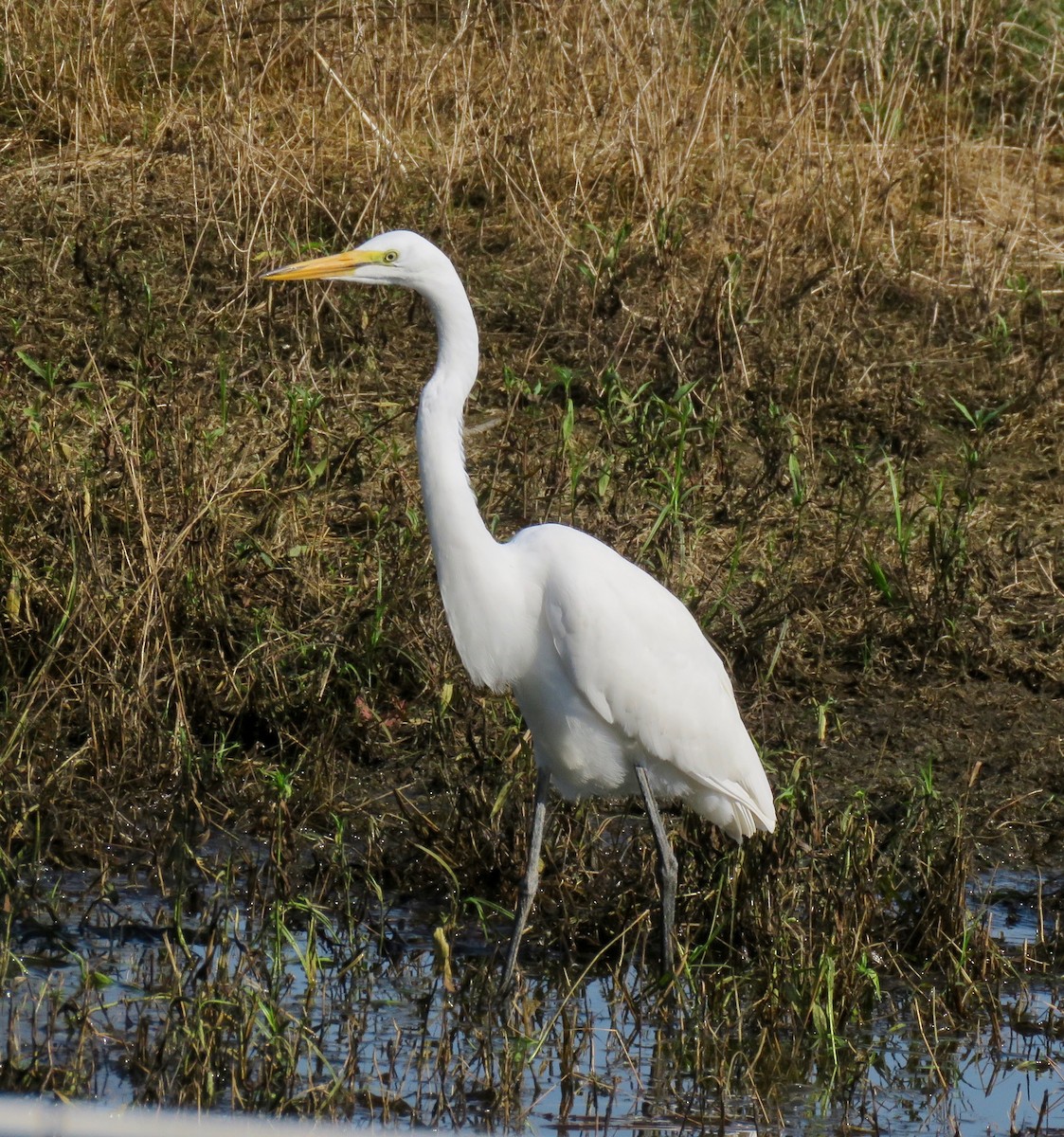 Great Egret - ML609012591