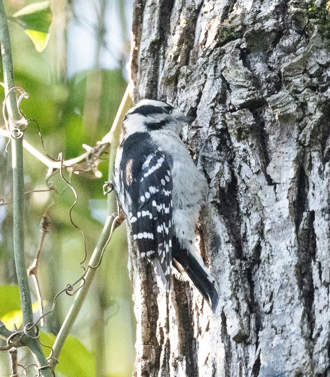 Downy Woodpecker - ML609012688