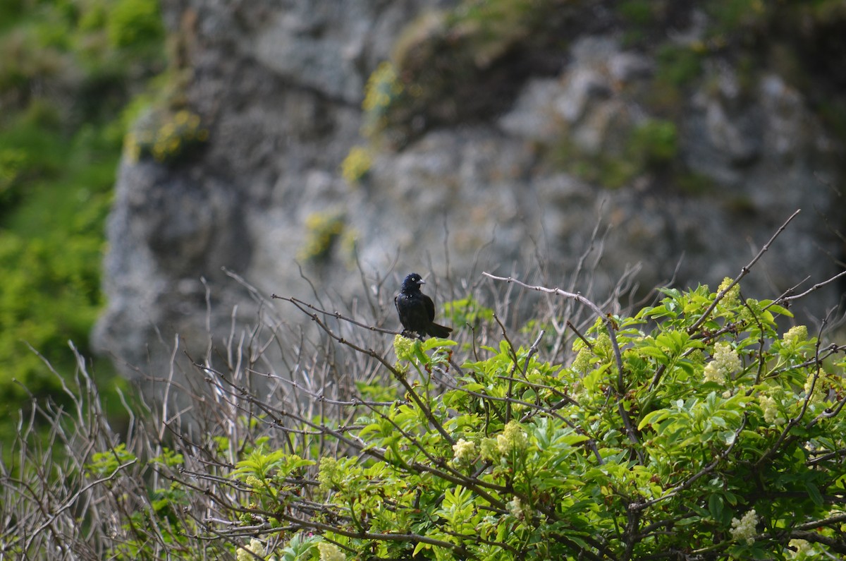 Common Grackle - ML60901281