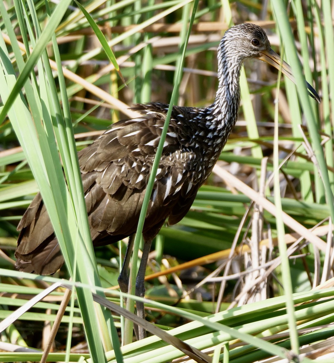 Limpkin - ML609012827