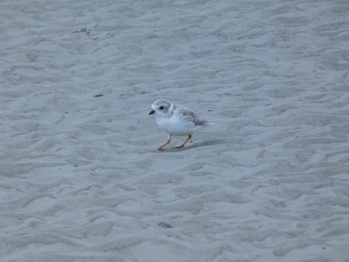 Piping Plover - ML609012831