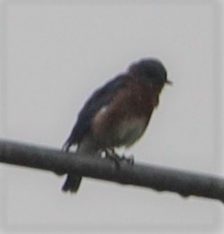 Eastern Bluebird - ML609012846