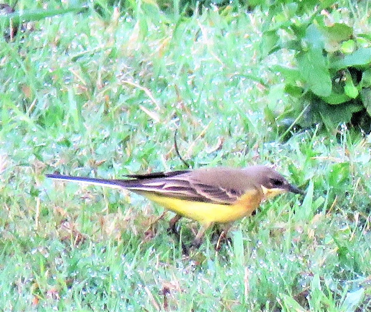 Western Yellow Wagtail (thunbergi) - ML609012899