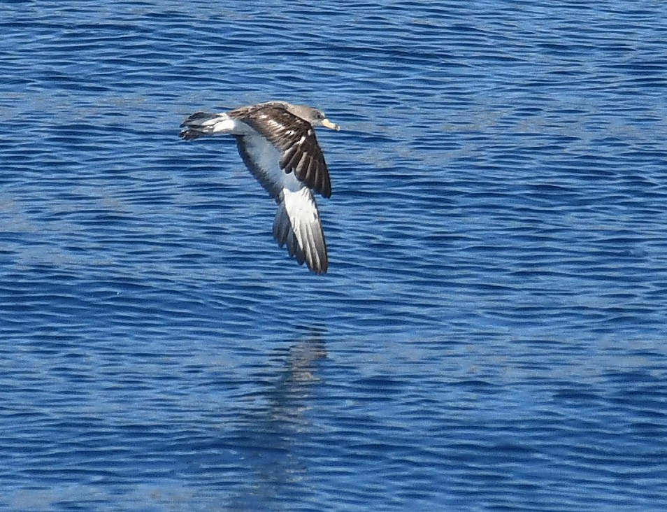 Cory's Shearwater (borealis) - ML609012971