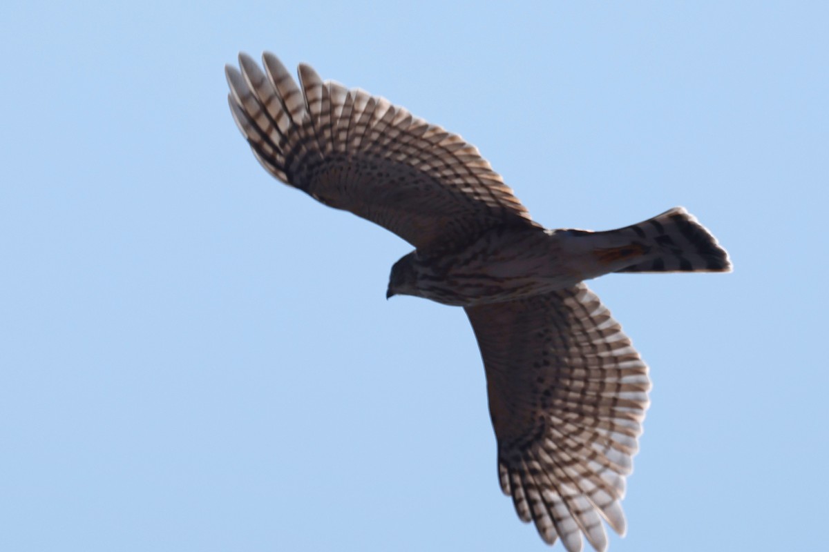 Sharp-shinned Hawk - ML609012974