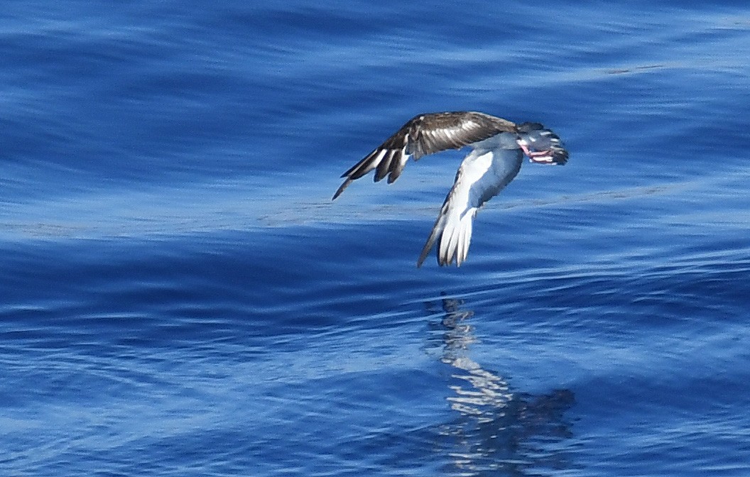 Cory's Shearwater - ML609012982