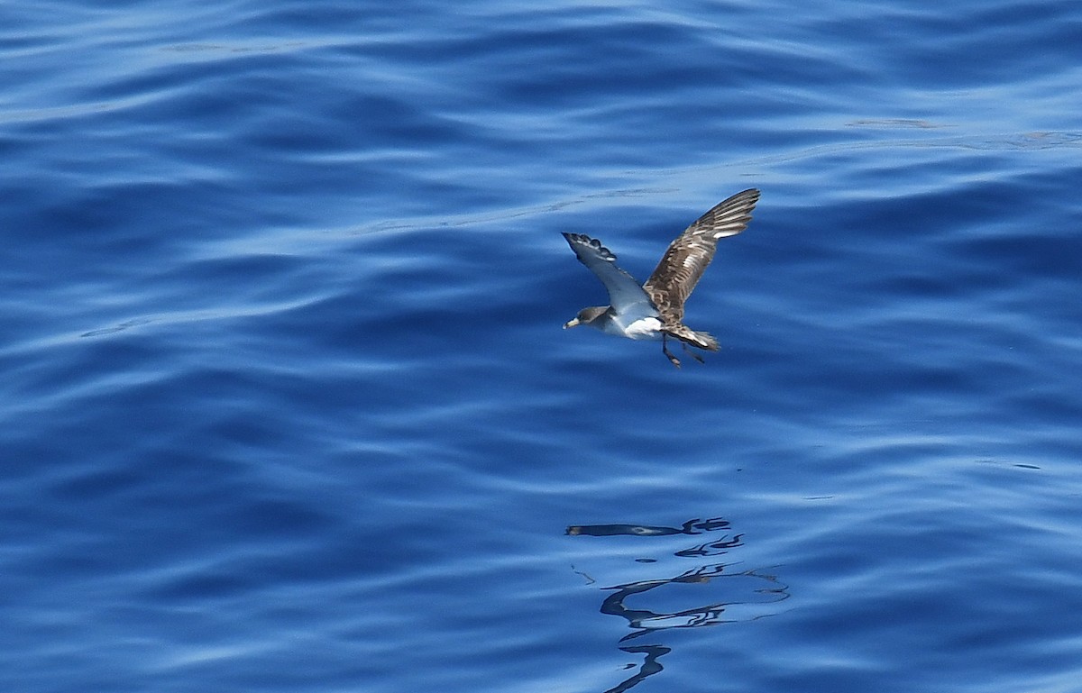 Cory's Shearwater - ML609012983