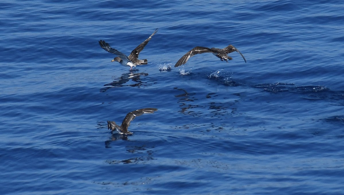 Cory's Shearwater - ML609012984