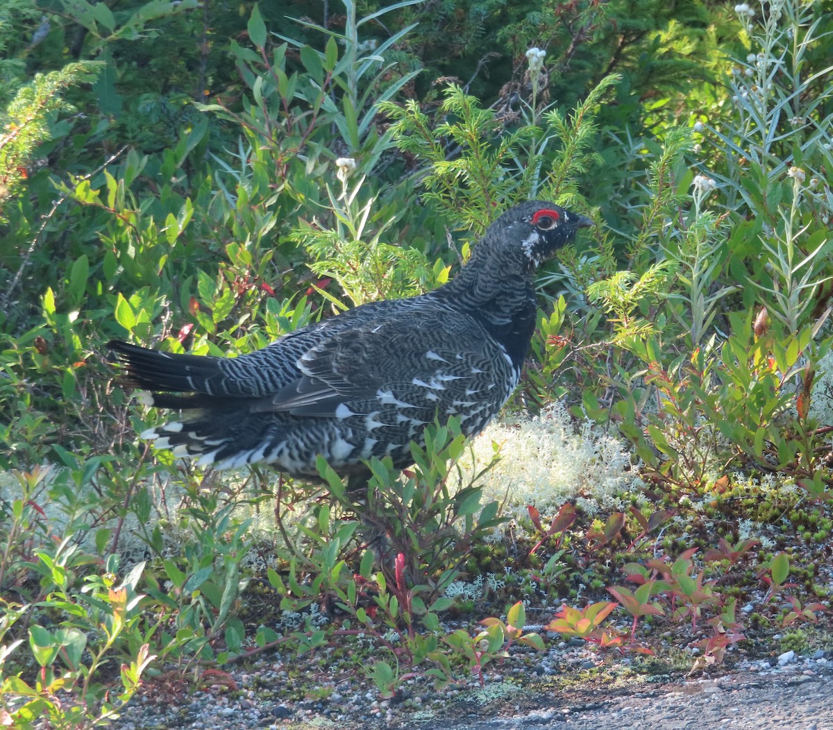 Spruce Grouse - ML609012998