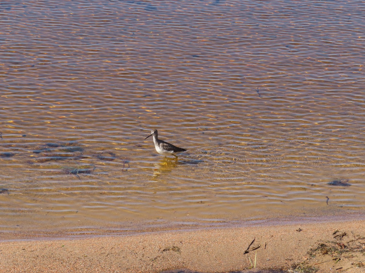 Greater Yellowlegs - ML609013004