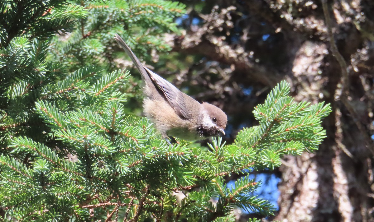 Mésange à tête brune - ML609013018