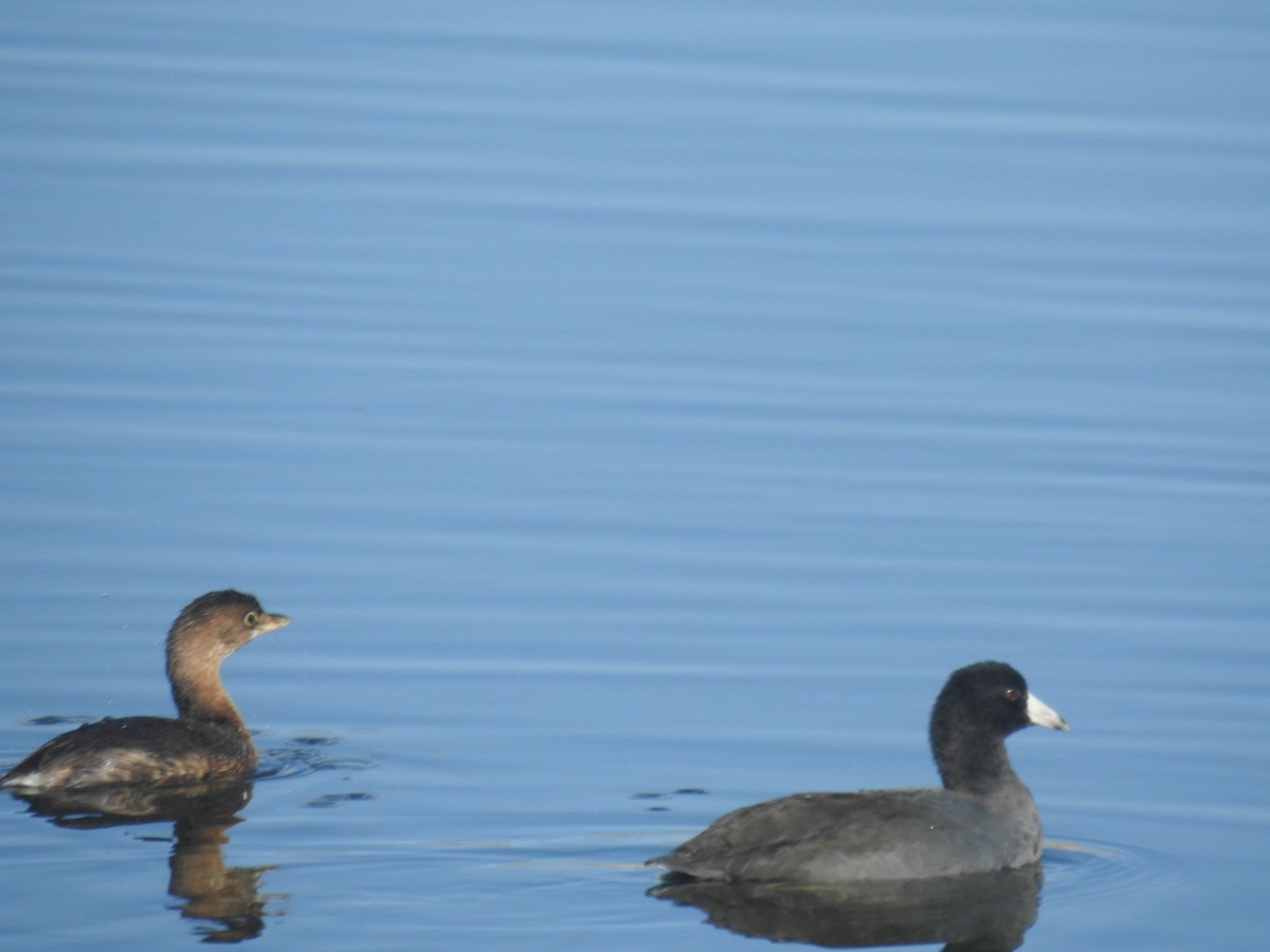 Pied-billed Grebe - ML609013025