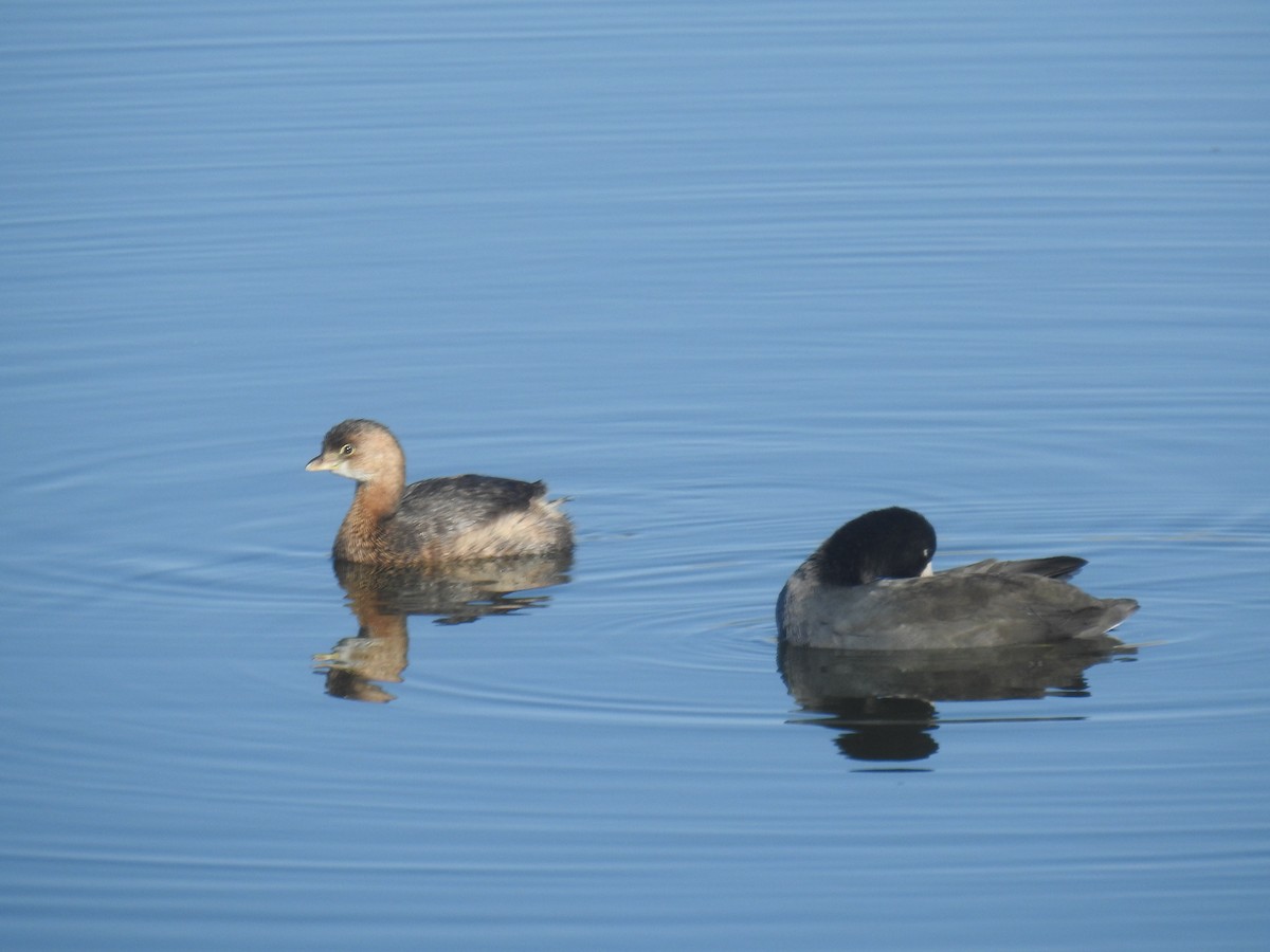 Pied-billed Grebe - ML609013026