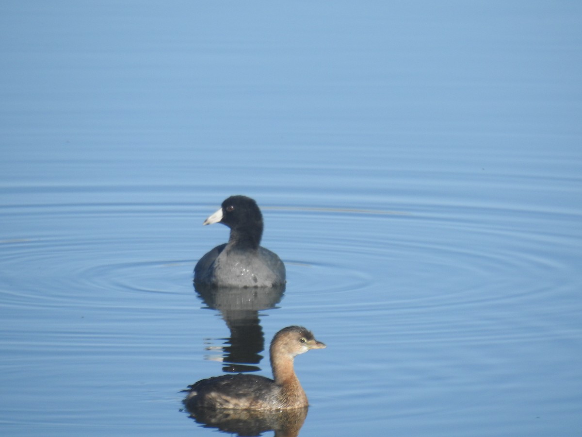 Pied-billed Grebe - ML609013027