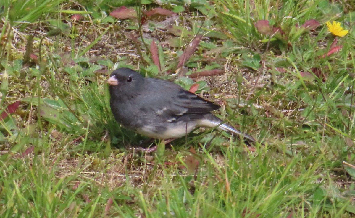 Dark-eyed Junco - ML609013030