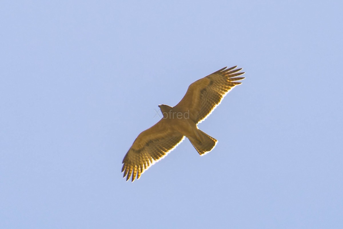 Águila Perdicera - ML609013048