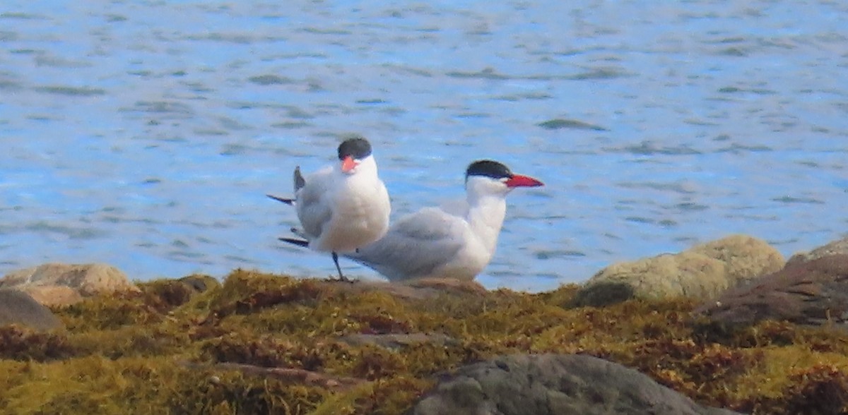 Морин хараалай - ML609013049