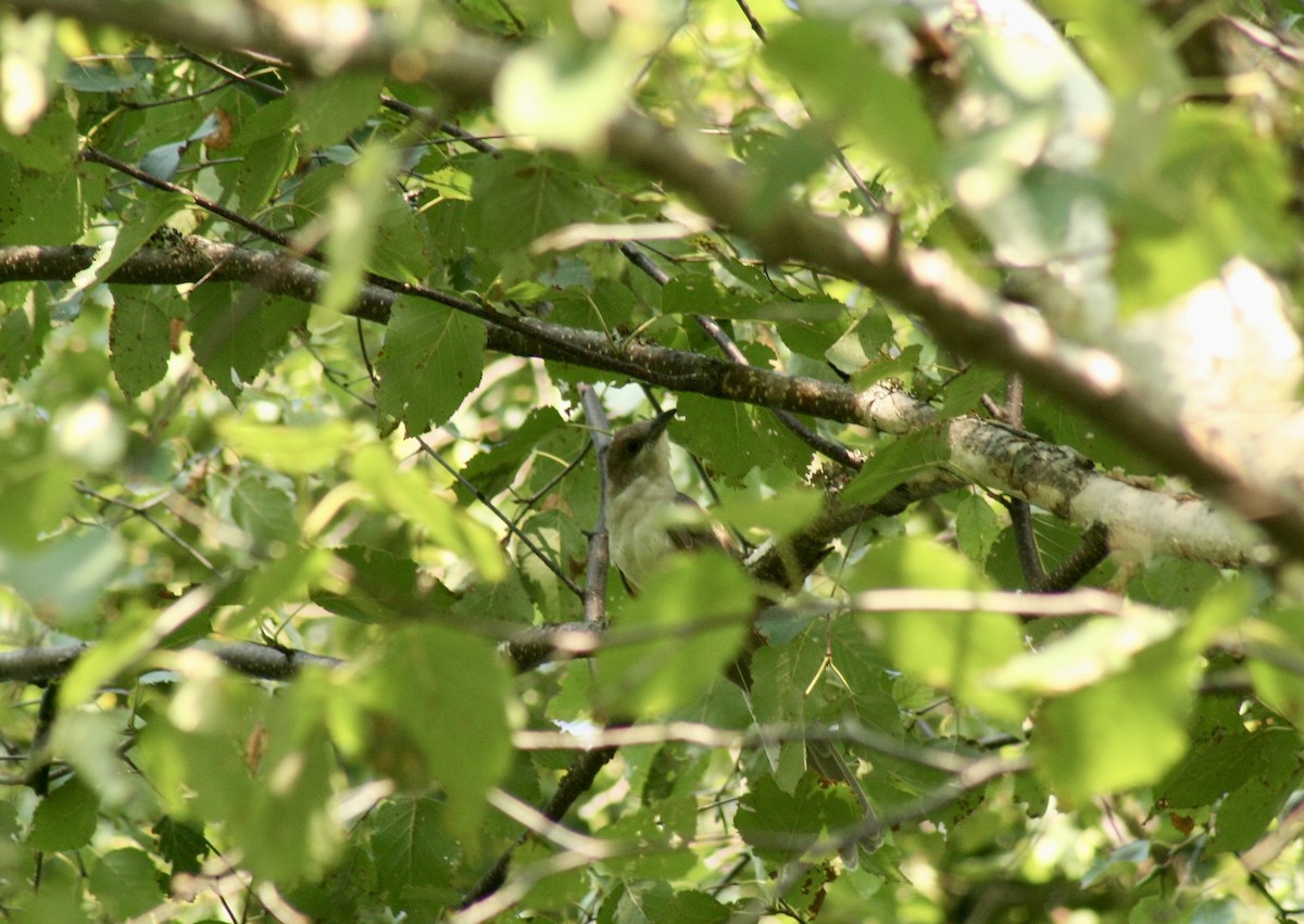 Black-billed Cuckoo - ML609013082