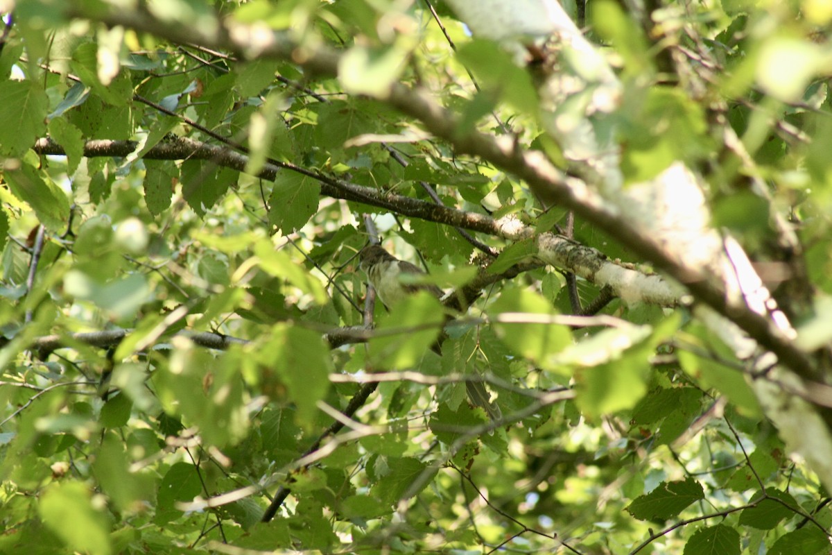 Black-billed Cuckoo - ML609013083