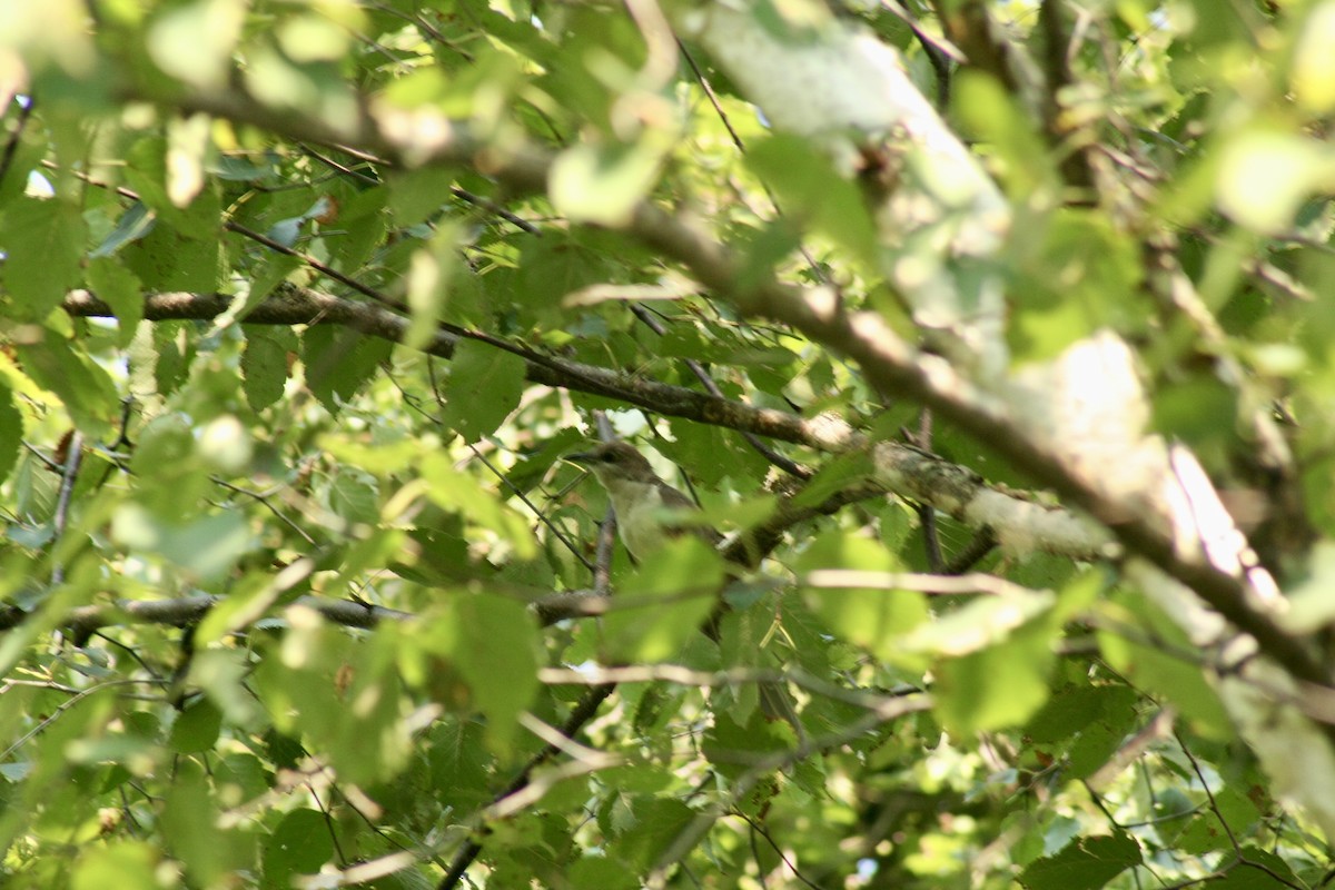 Black-billed Cuckoo - ML609013084