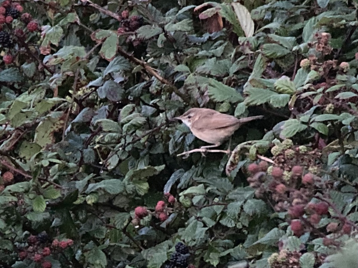 Paddyfield Warbler - Brian McCloskey
