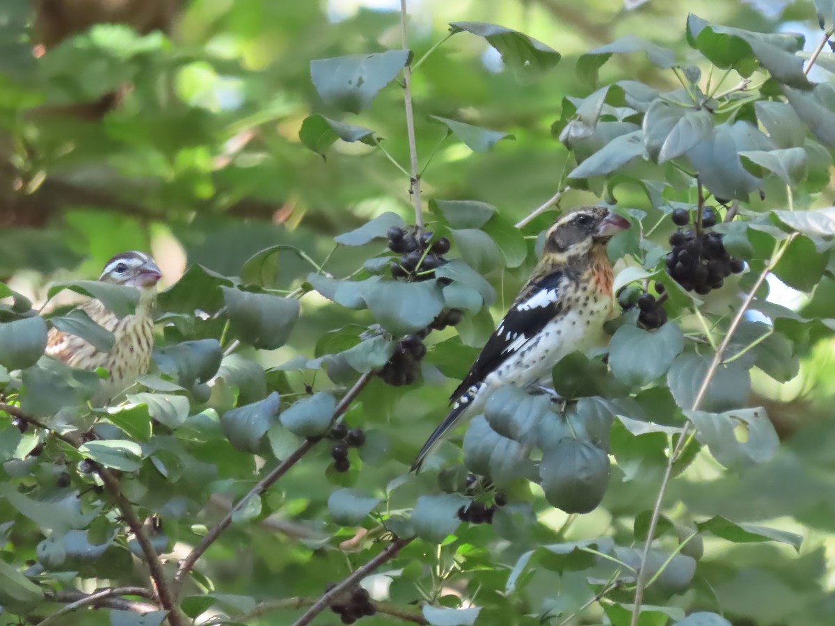 Rose-breasted Grosbeak - ML609013263