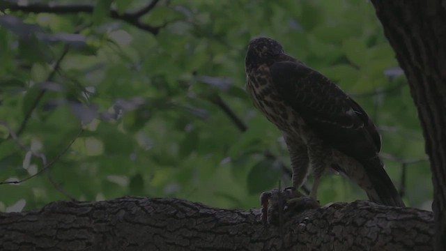 Crested Goshawk - ML609013320