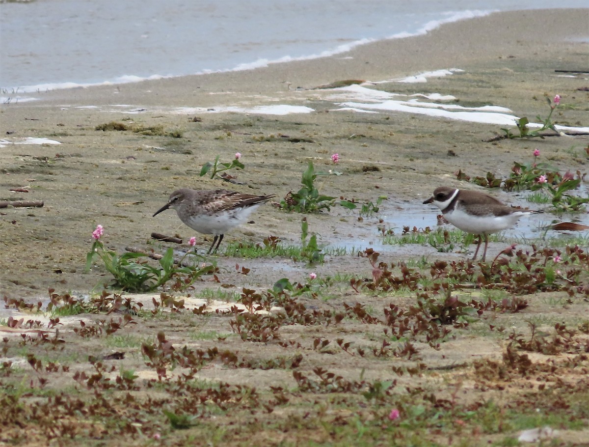 White-rumped Sandpiper - ML609013402