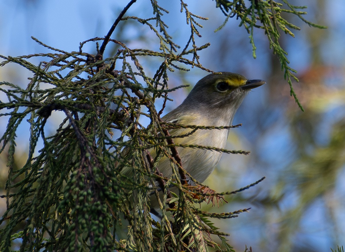 hvitøyevireo - ML609013403