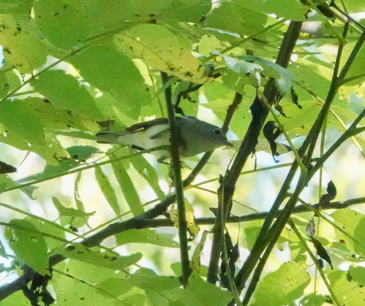 Chestnut-sided Warbler - ML609013405